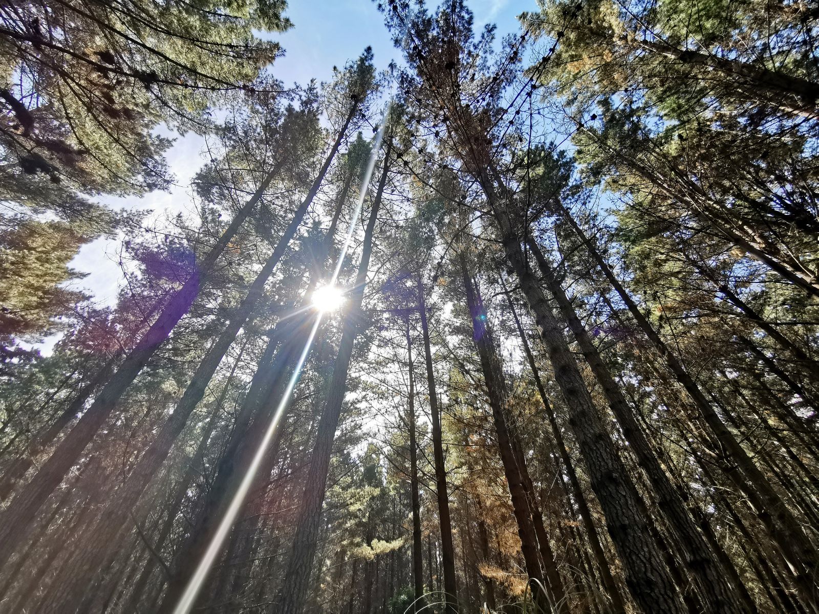 Picture looking up at pine trees at a 45 degree angle with the sun peeking through